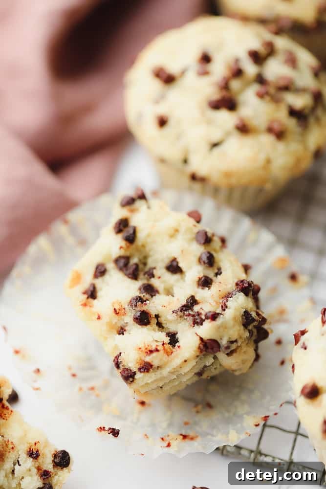 open chocolate chip muffin showing fluffy center filled with chocolate chips
