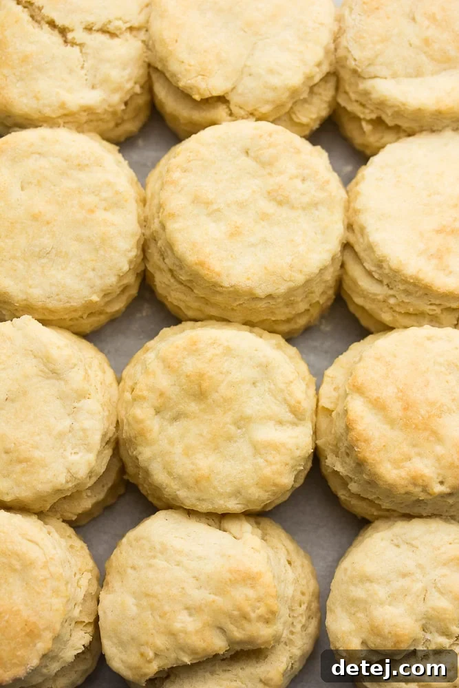 An overhead shot of a baking pan filled with a perfectly baked batch of golden-brown vegan buttermilk biscuits, placed close together to achieve their impressive rise and soft texture.