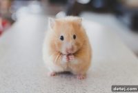 Mice Hate Coffee Grounds: Fact or Fiction?