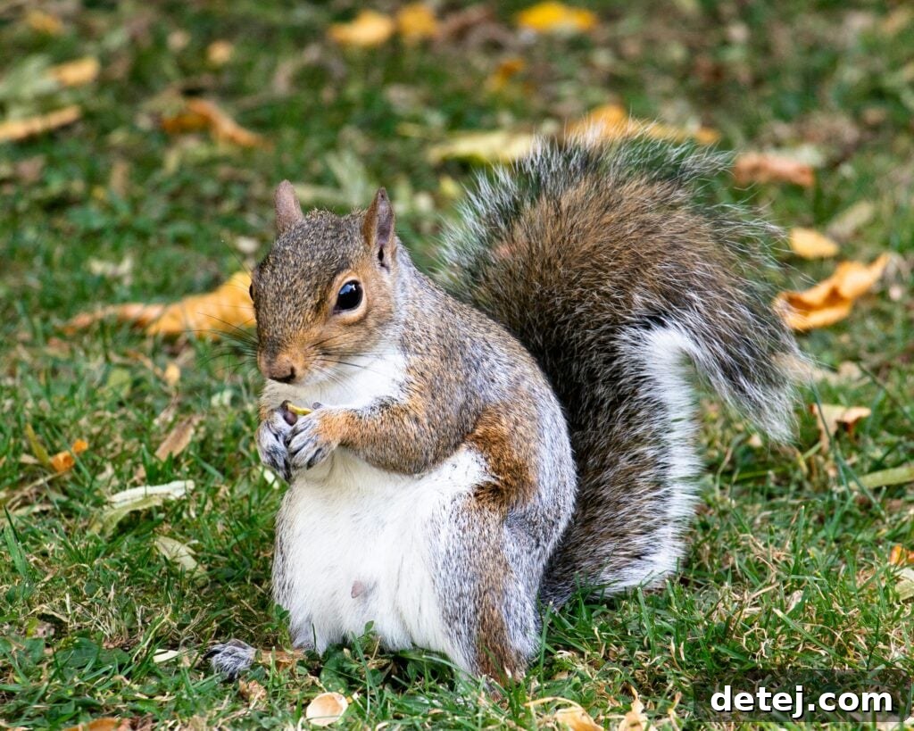 Do Coffee Grounds Really Keep The Squirrels Away?
