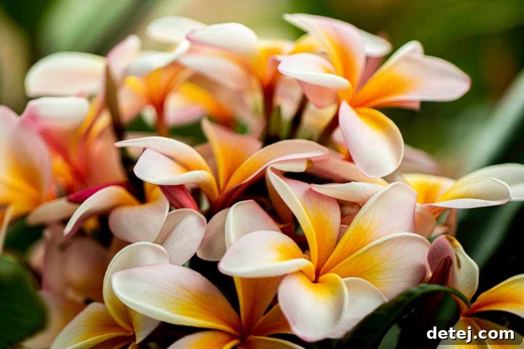 Frustrated with non-blooming Plumeria plants in a lush garden
